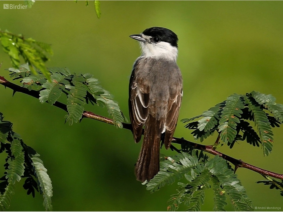 Xenopsaris albinucha