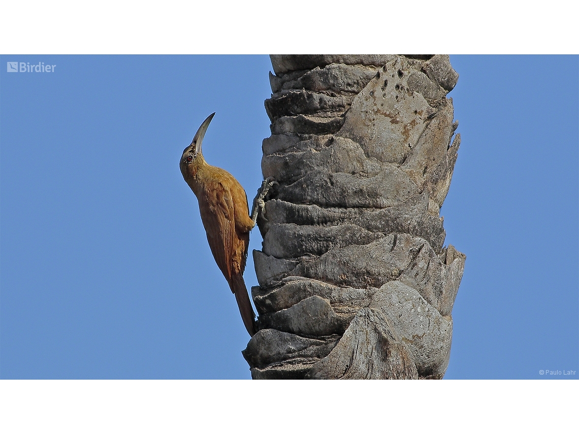 Xiphocolaptes major