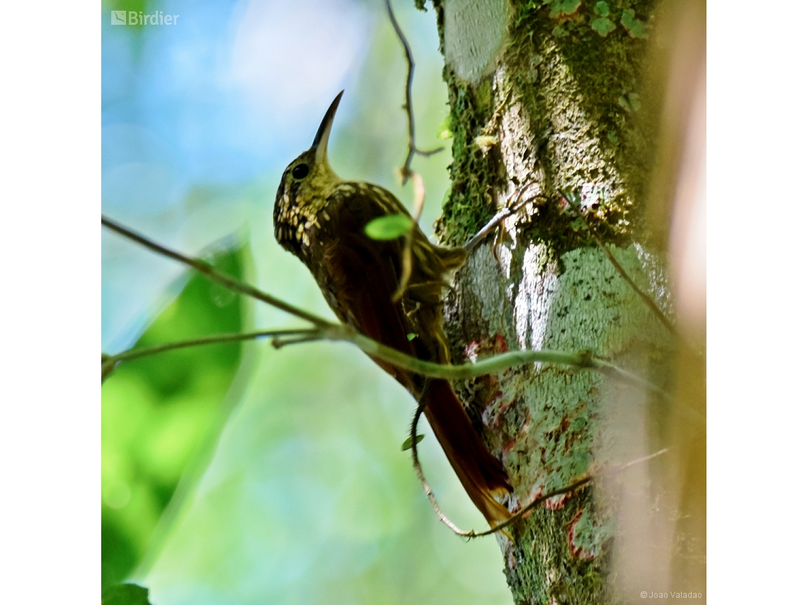 Xiphorhynchus fuscus
