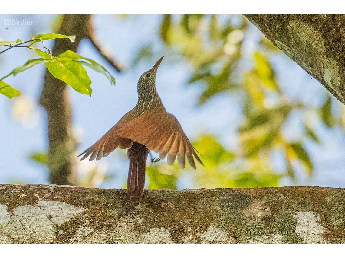 Xiphorhynchus obsoletus