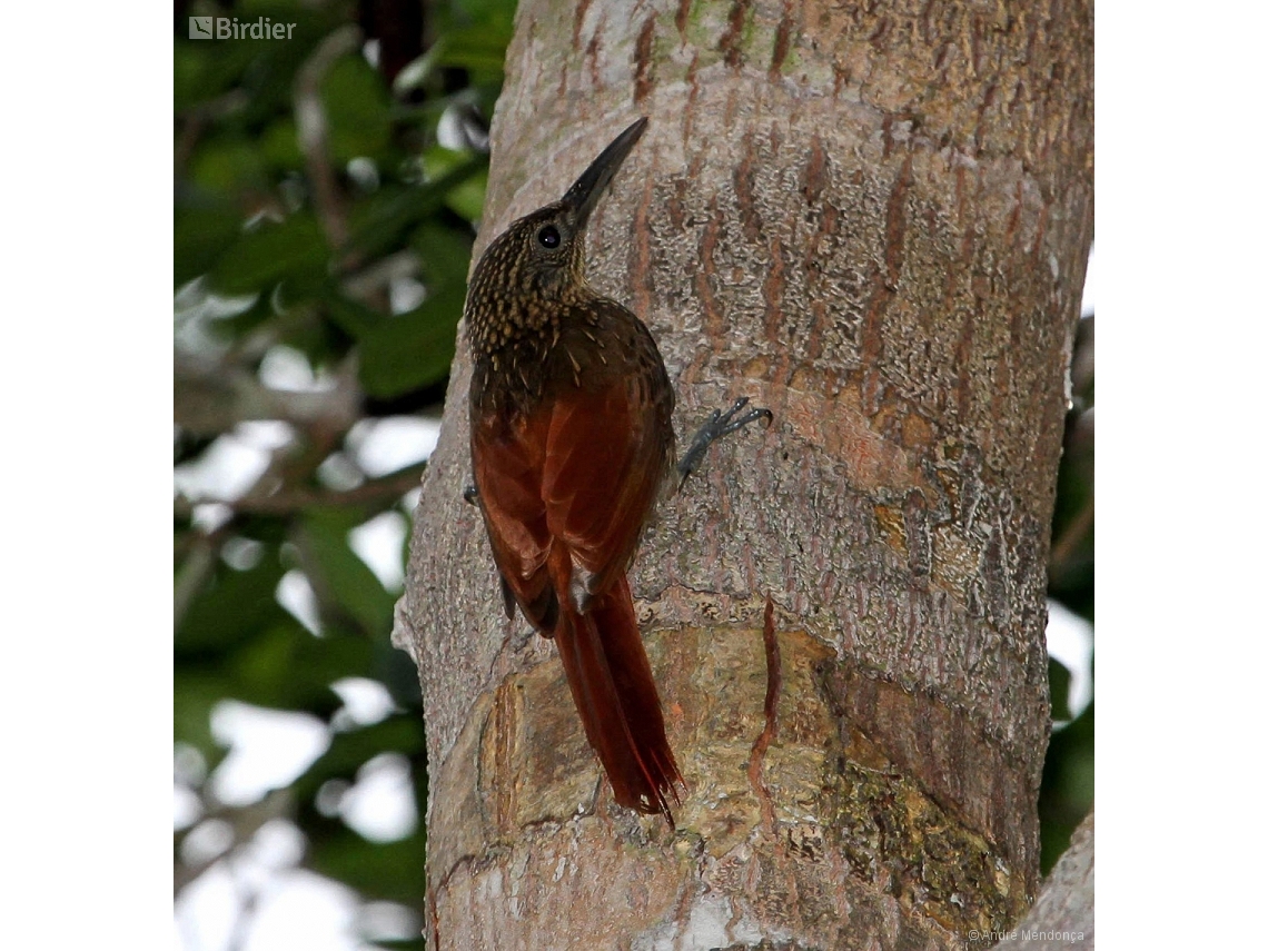 Xiphorhynchus pardalotus