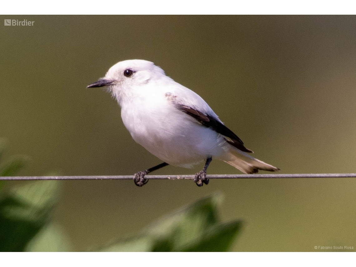Xolmis irupero