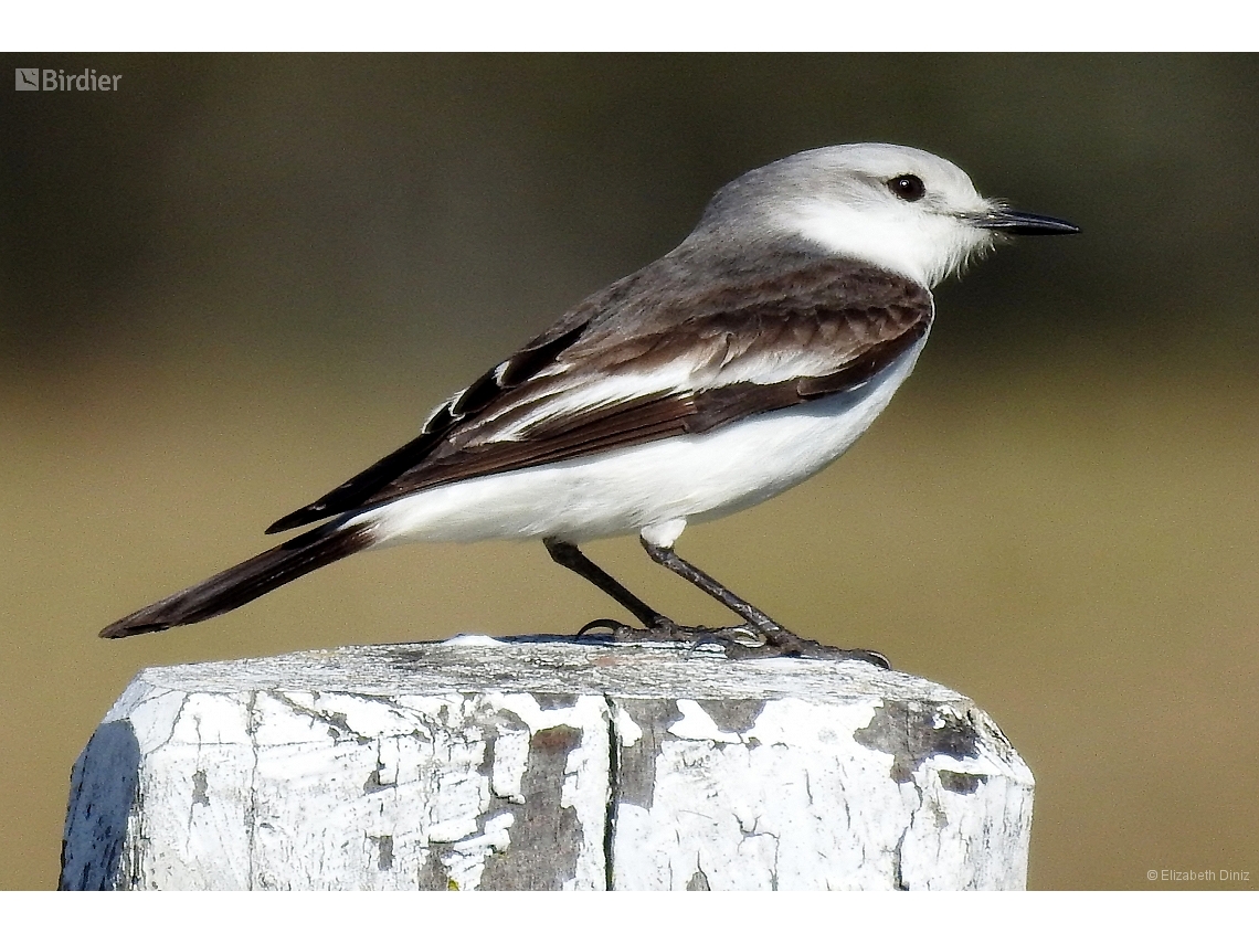 Xolmis velatus