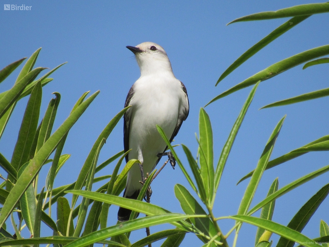 Xolmis velatus