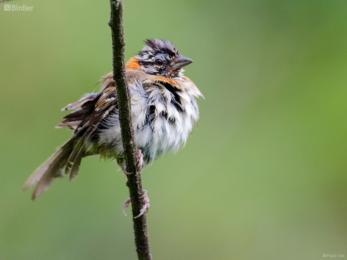 Zonotrichia capensis