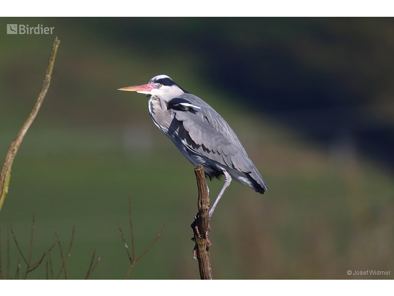 Grey Heron