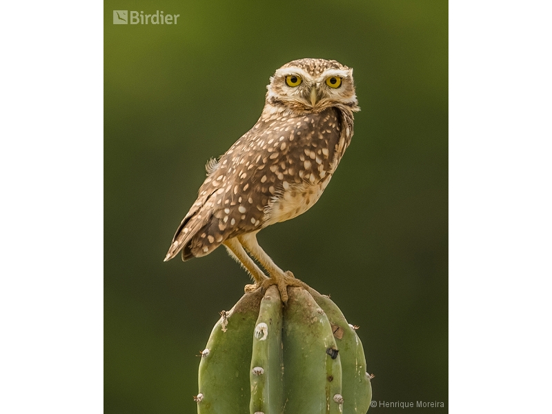 Burrowing Owl