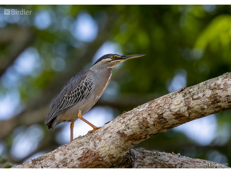 Striated Heron