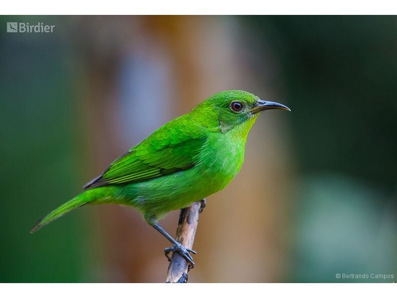 Green Honeycreeper