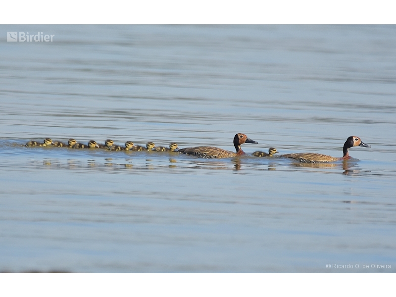 White-faced Whistling Duck