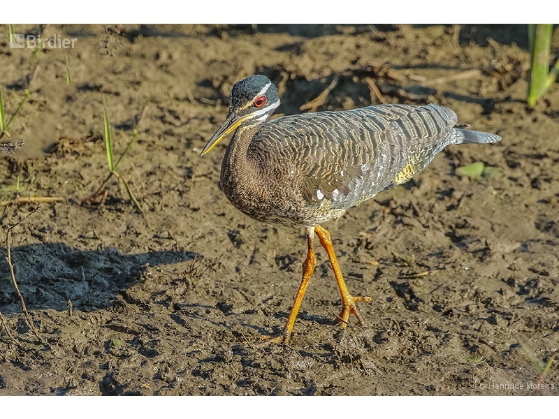 Sunbittern
