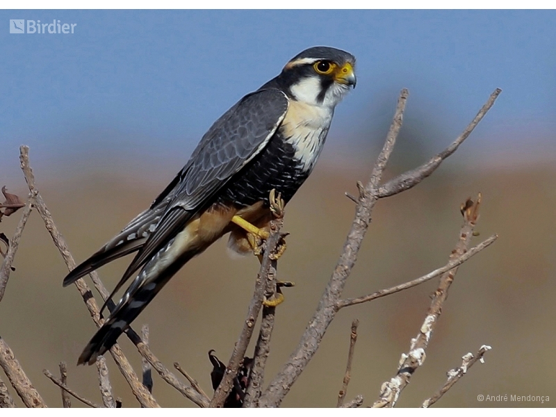 Aplomado Falcon
