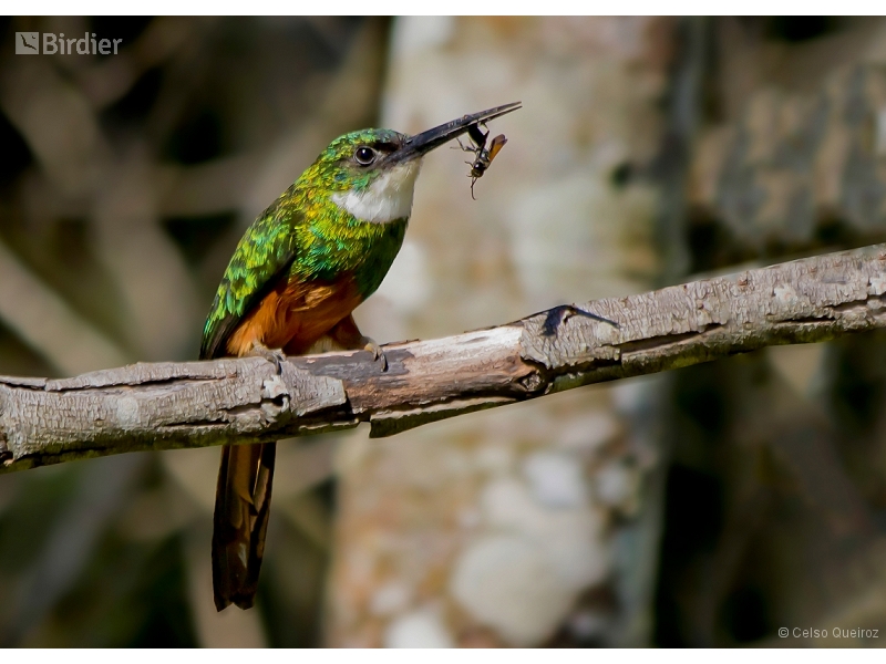 Rufous-tailed Jacamar