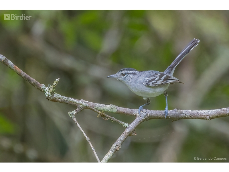 Black-capped Antwren
