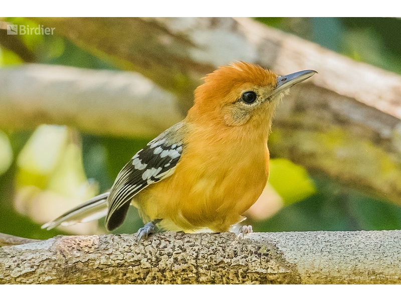 Large-billed Antwren