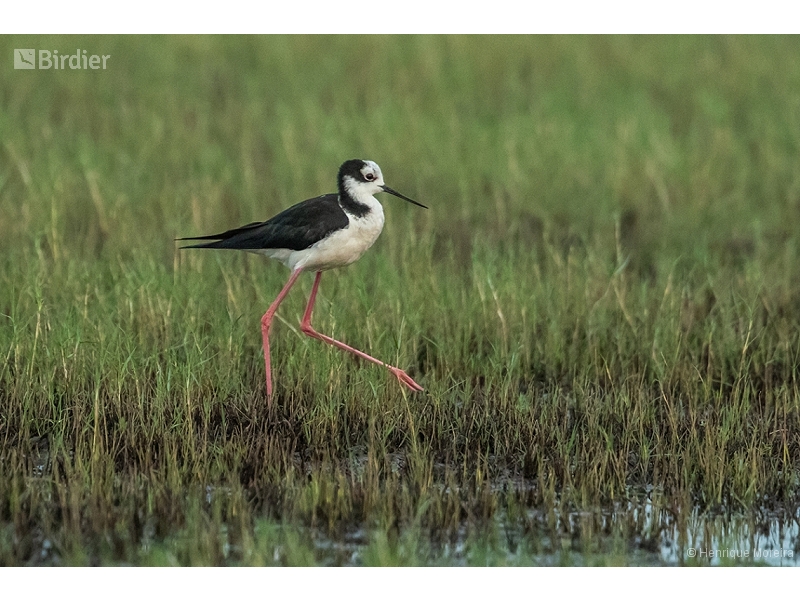 Black-necked Stilt