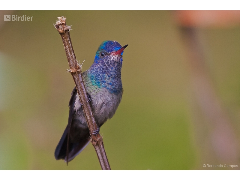 White-chinned Sapphire