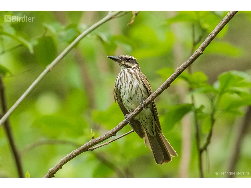 Streaked Flycatcher