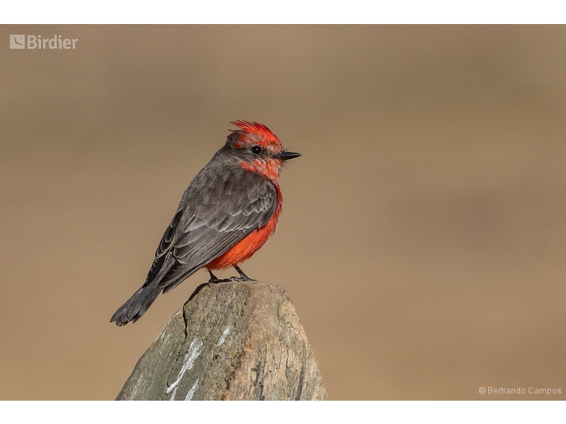 Vermilion Flycatcher