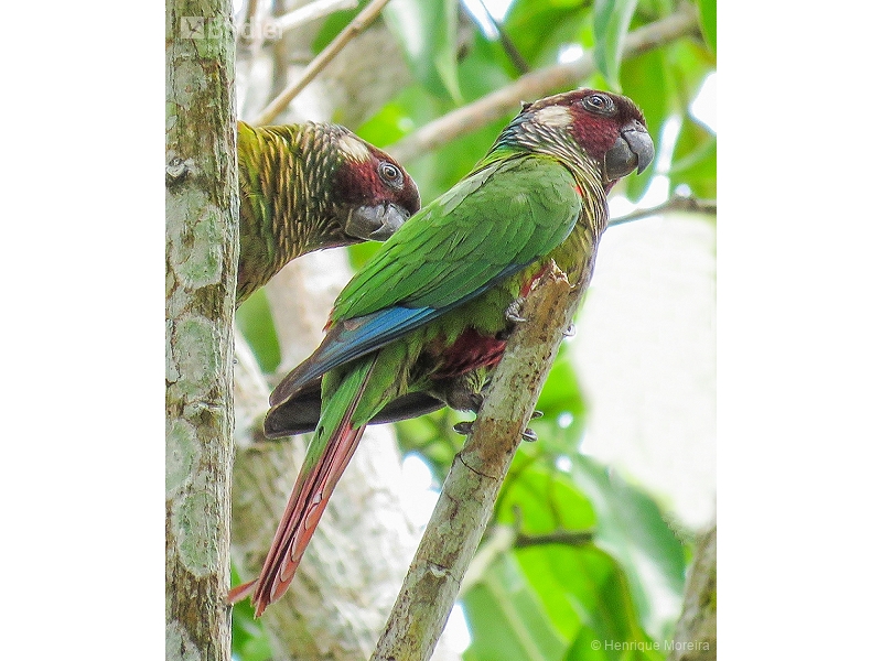 White-eared Parakeet