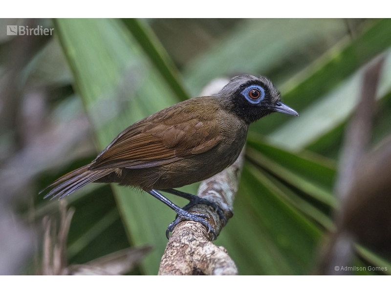 Hairy-crested Antbird