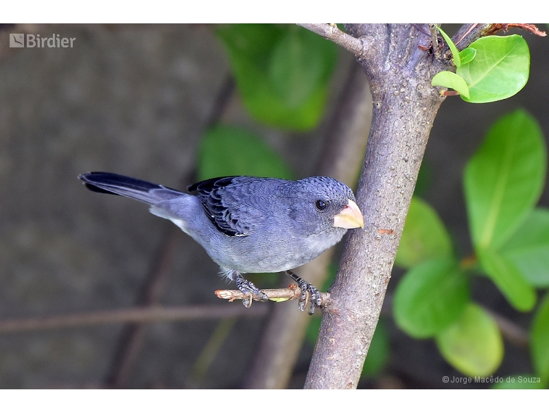 Grey Seedeater