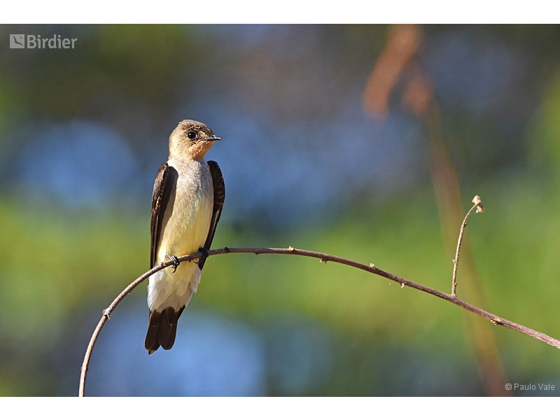 Southern Rough-winged Swallow