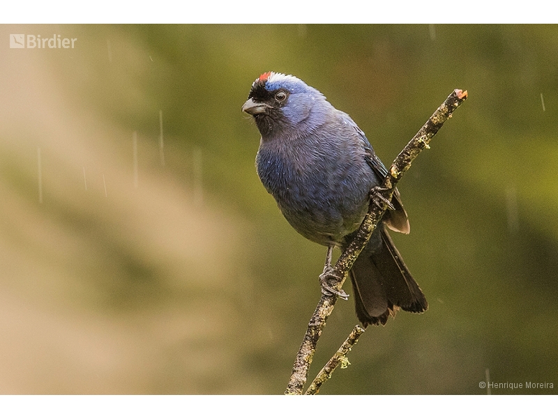 Diademed Tanager