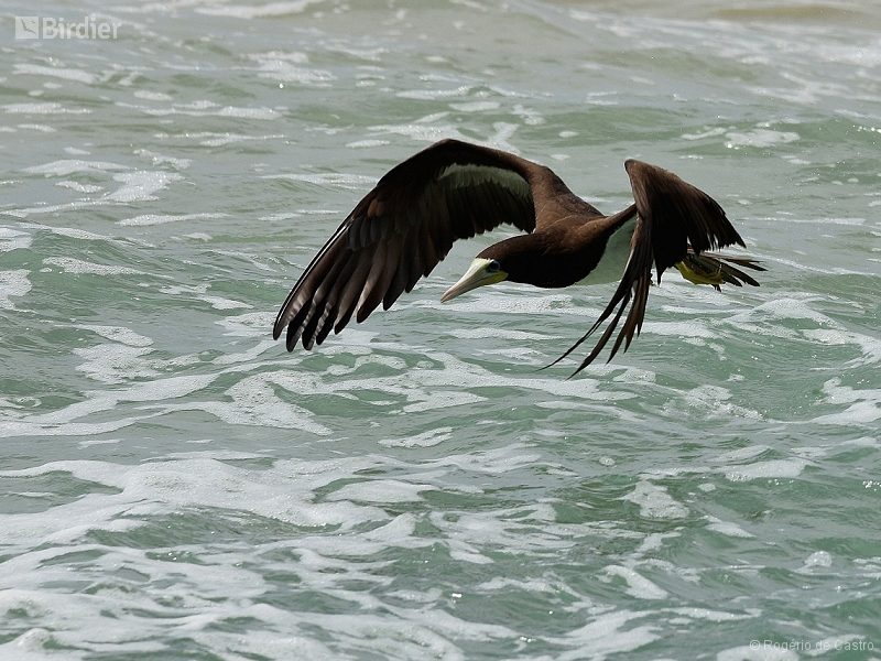 Brown Booby