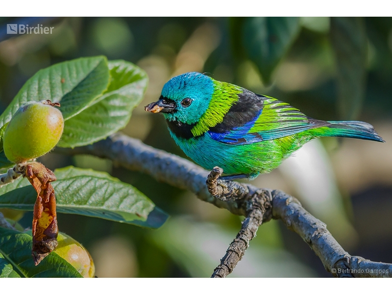 Green-headed Tanager