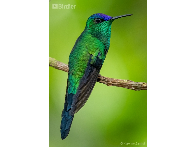 Violet-capped Woodnymph