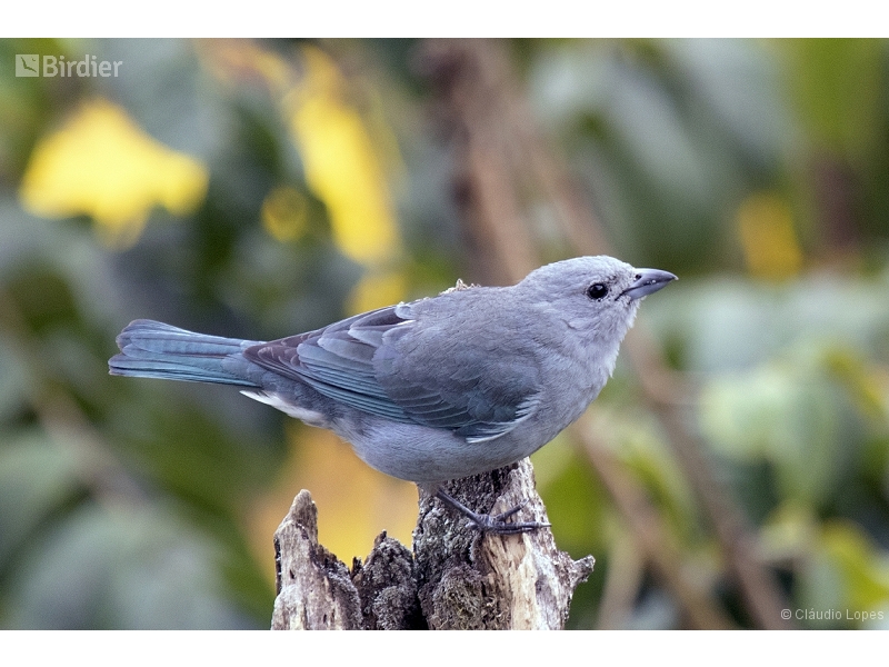 Sayaca Tanager