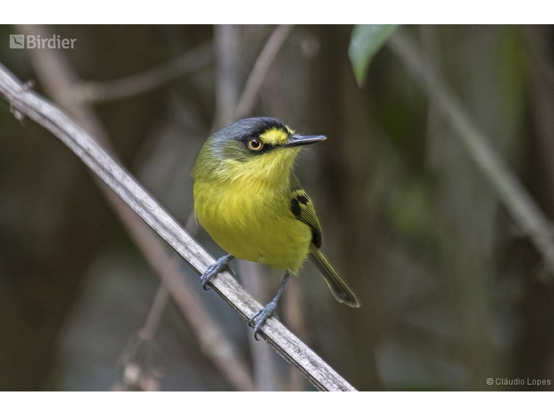 Yellow-lored Tody-Flycatcher