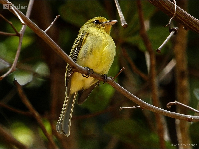 Ochre-lored Flatbill