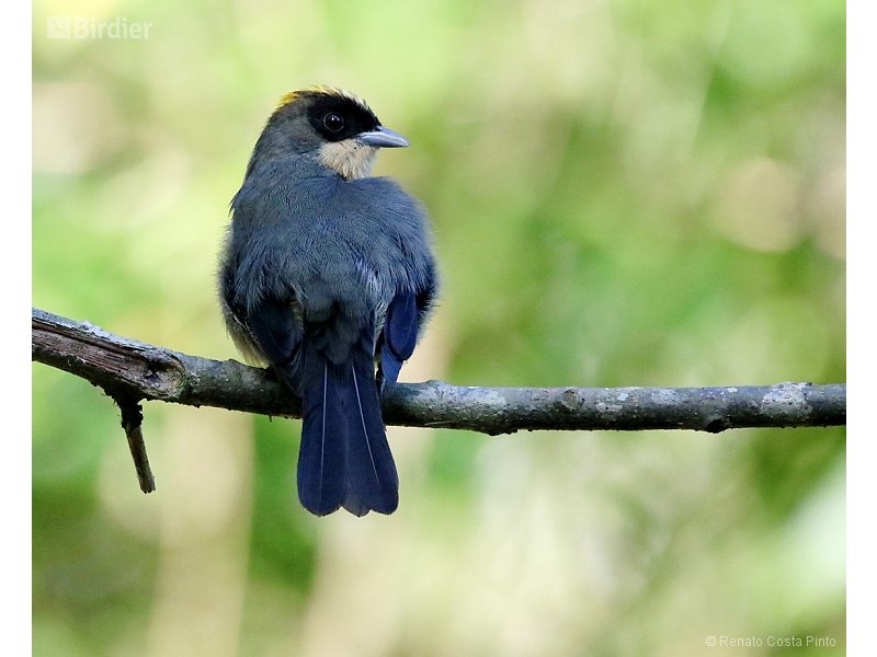 Black-goggled Tanager