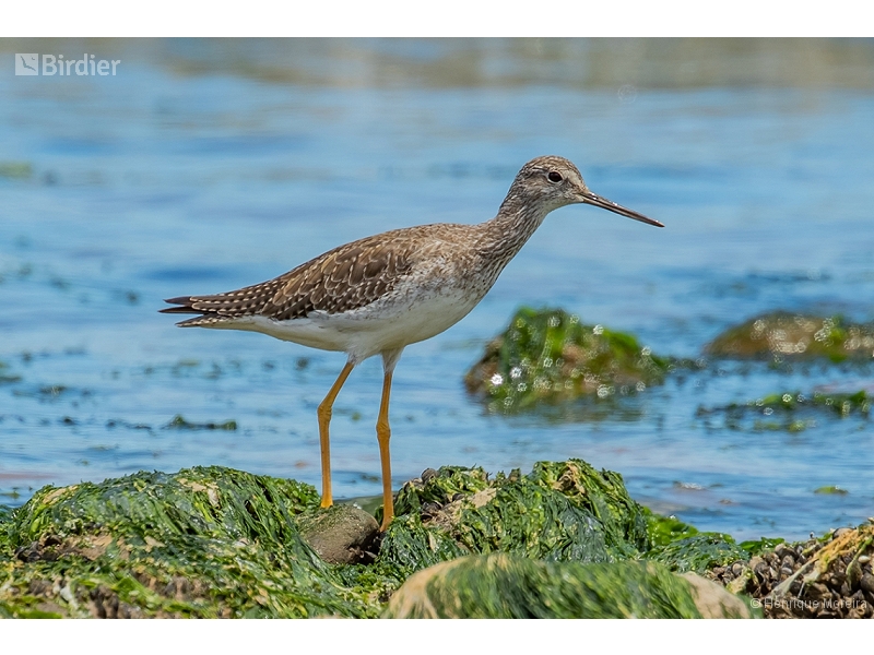 Greater Yellowlegs