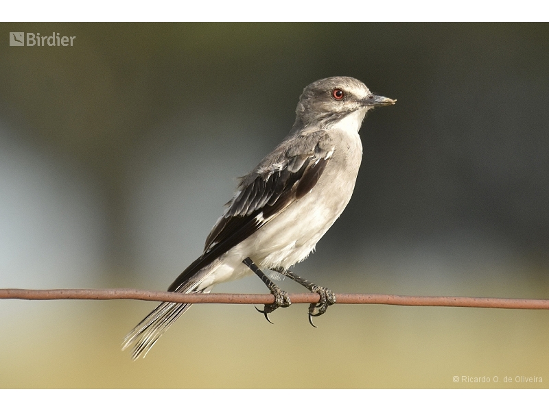 Grey Monjita